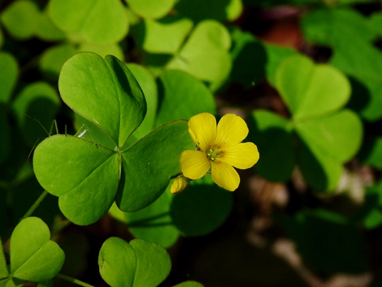 {Oxalis grandis}